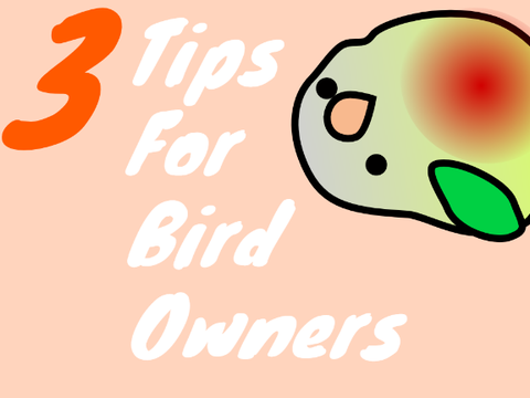 3 Tips for bird owners 