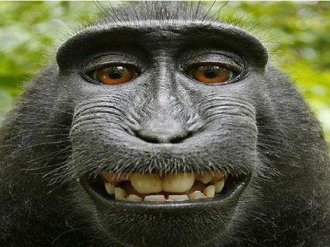 I LOVE MONKE!!!