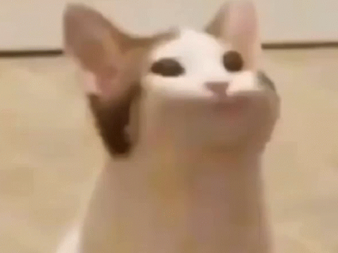popcat測試運氣（正式版