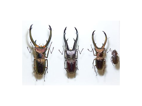 Cyclommatus