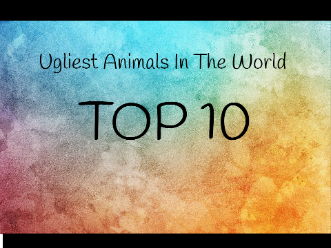 Top 10 Ugliest Animals