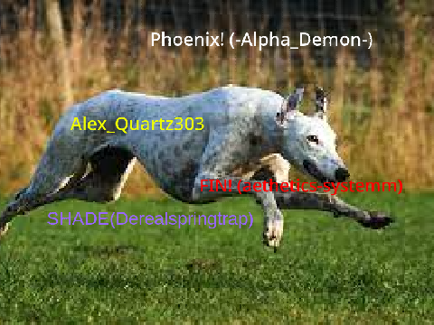 END GREYHOUND RACING remix remix remix