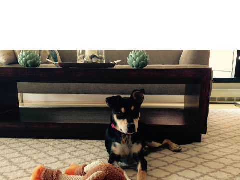 My new dog, reece!