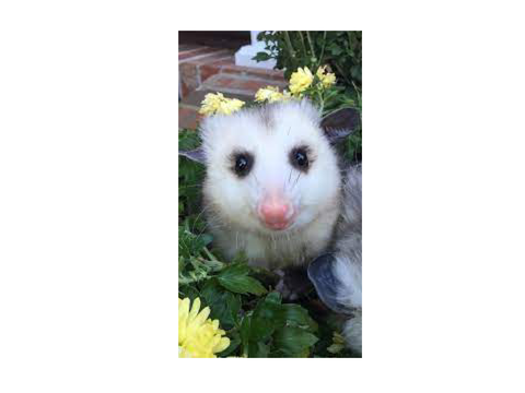 OPossum AESTHETIC WARNING,!!!!!!!11!1!1