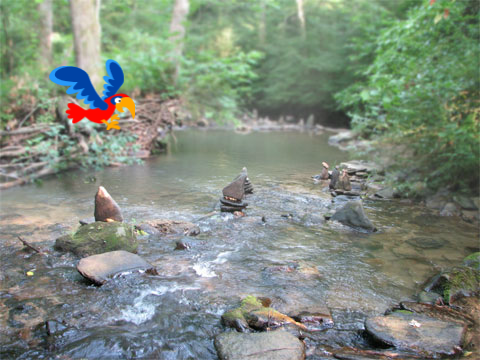 Rainbow Parrot