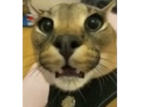 Hecker GIF
