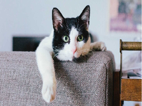 Press M to Meow