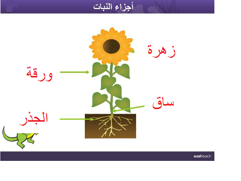 أجزاء النبات