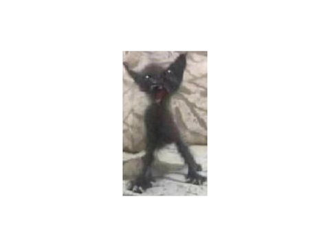 cat meow louder