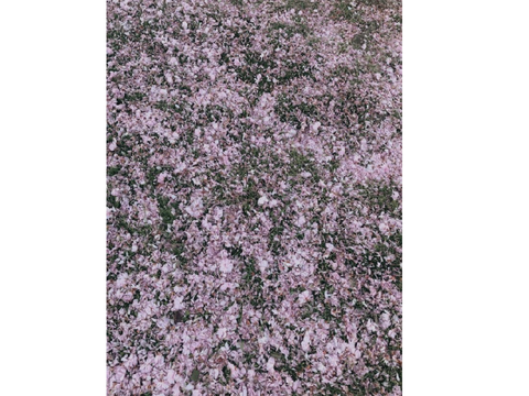 Ebik grass reveal :]