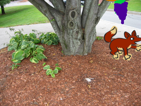 THE FOX AND THE GRAPES BY EMELIA