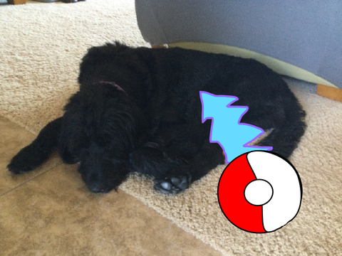 Pokeballs (with Ayla the Dog)