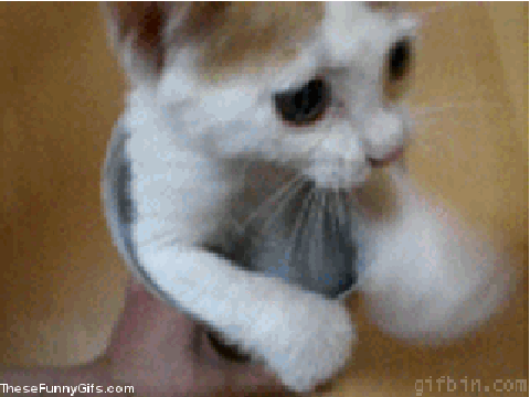 Look at that Kitten Go!