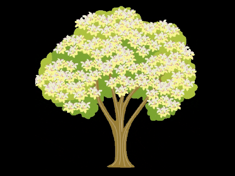 Tree list display