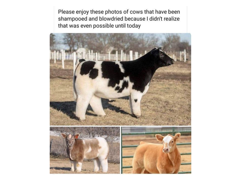 Cute animals to make your day <333
