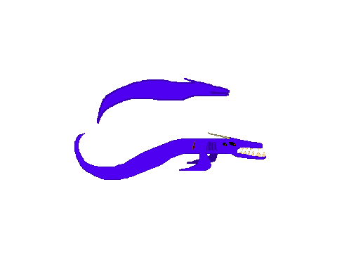 MSE-OG Shark 26