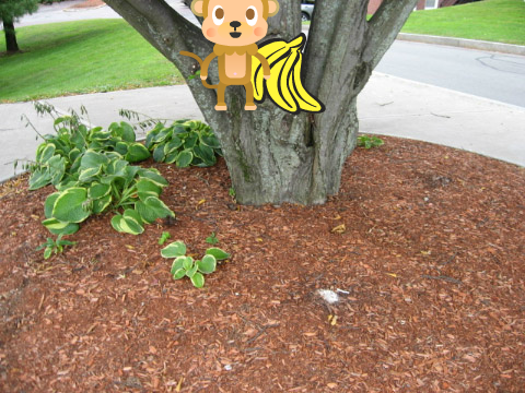 Monkey's Going Bananas!
