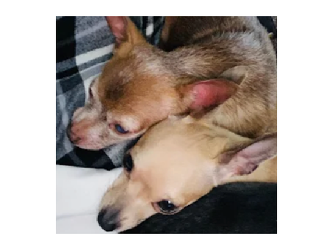 my dogs!