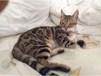 My Cat