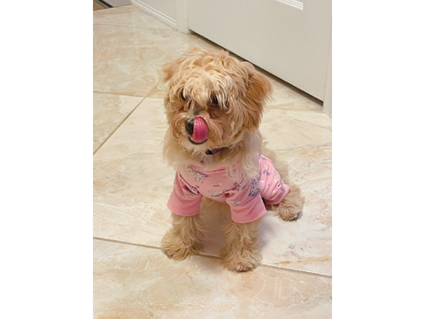 Queenie - My New Dog!