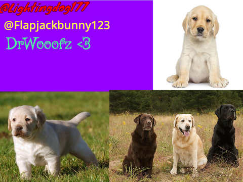 Sign if you LOVE Labradors!!! remix remix! remix