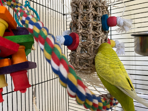 invasive bird