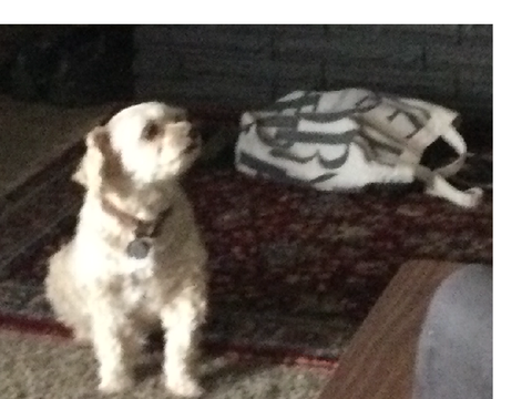 the doggo
