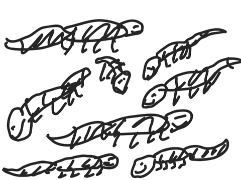 5 sec. rainbow geckos
