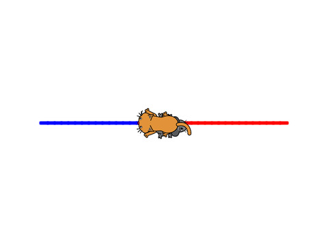 cat vs mouse