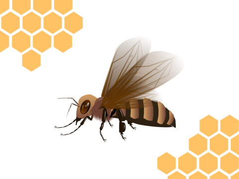 Bee  ✐☡Art