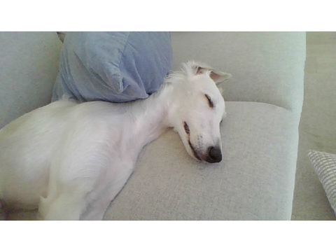 Just my dog!