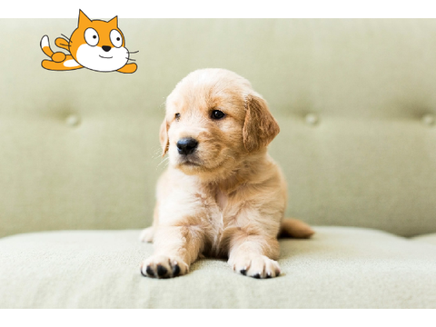Cat flying to see all kinds of dogs