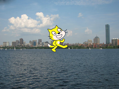 CRAZY CAT