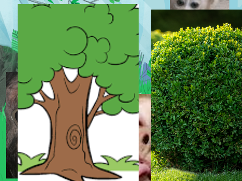 find the monkeys!