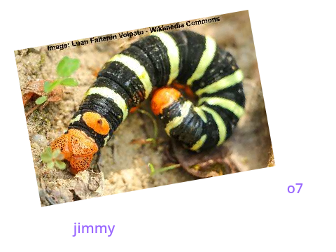 jimmy o7