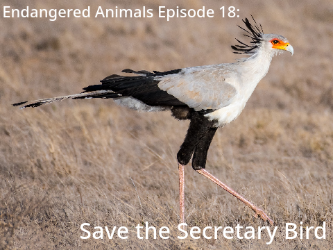 Endangered Animals Episode 18: Save the Secretary Bird