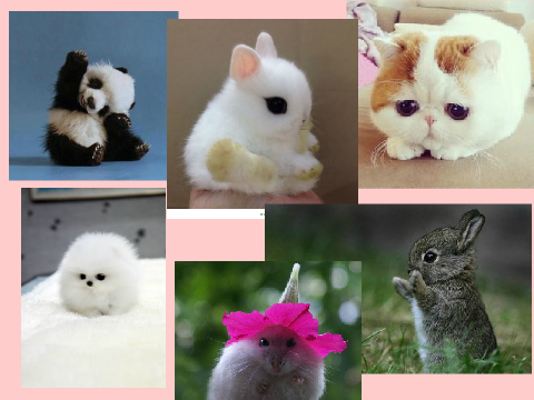 Cute animals contest! - Open:)  remix