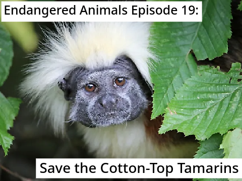 Endangered Animals Episode 19: Save the Cotton-Top Tamarin