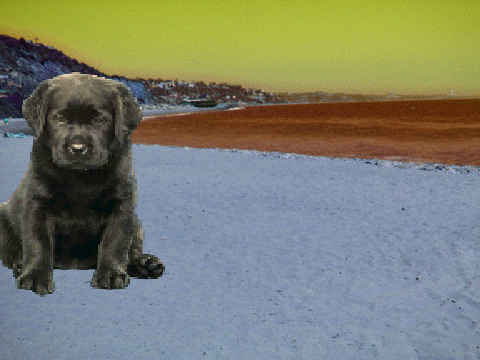 PUPPY AT BEACH