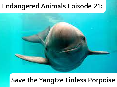 Endangered Animals Episode 21: Save the Yangtze Finless Porpoise