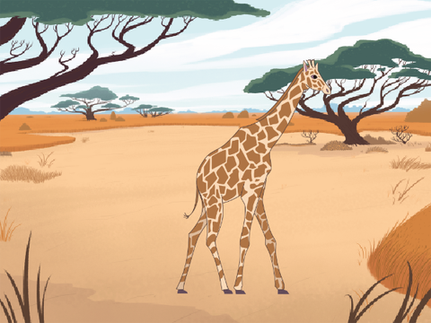 Girafe in the savanna