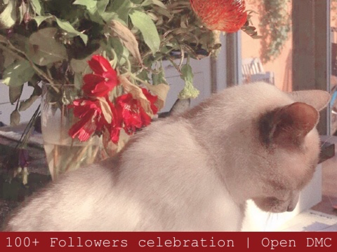 100+ Followers celebration | Open DMC