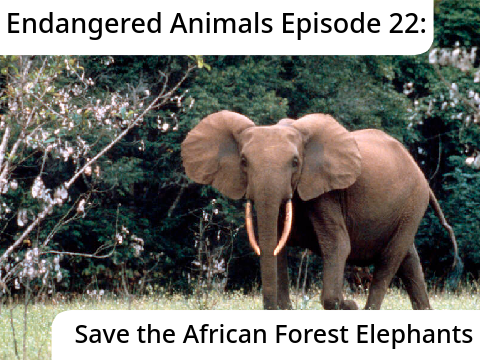 Endangered Animals Episode 22: Save the African Forest Elephant