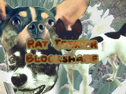 Rat Terrier Blockshade