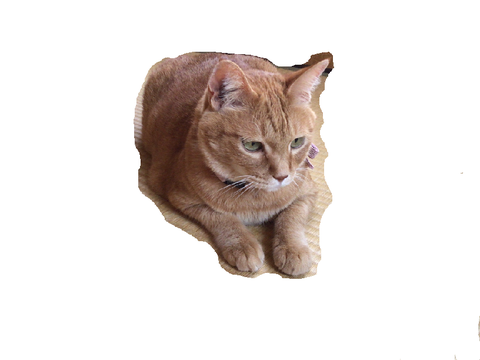 うちの猫1