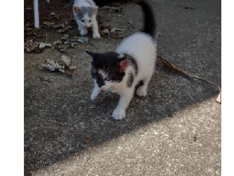 IM GETTING A KITTEN!!!