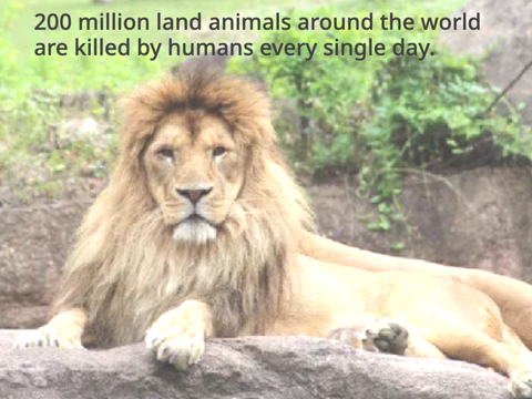 Animals Have Rights.