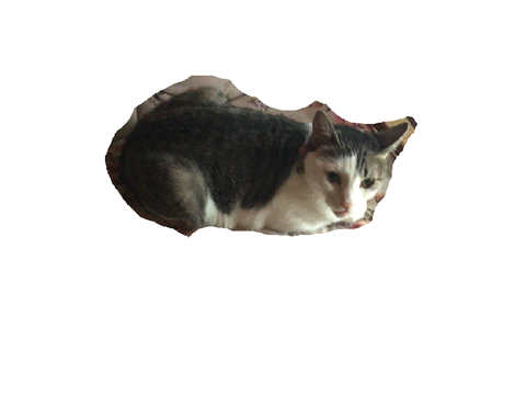 うちの猫3