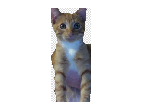 new catcat
