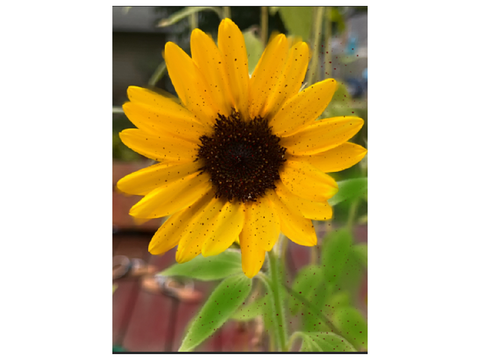 Photos That I Edited On The Sketchbook App